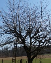 Markus Näf Baumpflege & Transporte