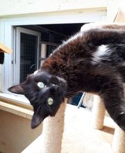 L'arche de Corinne image 4