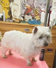 Au Toilettage de Saint Satur image 5