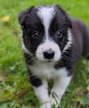 Elevage la Vallée des Petits Bois image 6