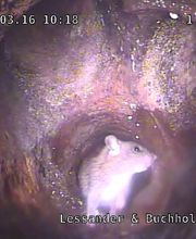 Lessander & Buchholz GbR Bild 7