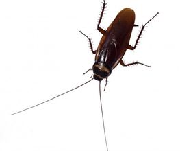 Actisud image 12