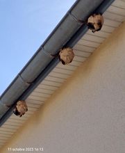 Breizh Nuisibles Services image 12