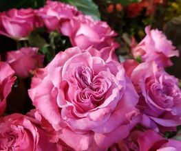 Wiedmer-Blumen AG Bild 1