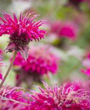 Spring Gardens Landscaping & Horticultural Services, Inc. image 1