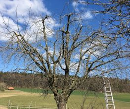 Pfister Obstbaum- und Gartenpflege Bild 5