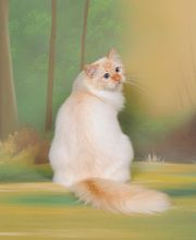 Chatterie de caline : Élevage et vente de chatons Sacré de birmanie image 2