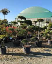 Pépinières de Corme Royal image 2