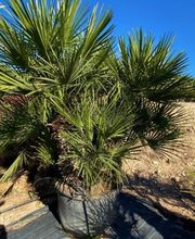 Planthispania imagen 8