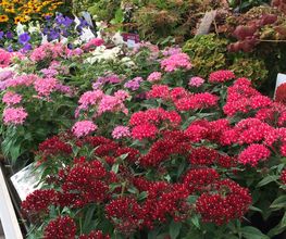 Gartenmarkt Meisenbach Bild 6