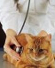 Oakhurst Veterinary Hospital image 8