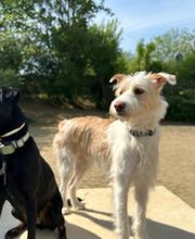 Hundezentrum Rhein-Main GbR Bild 7