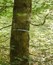 Freie Baumgrabstätten im FriedWald Hegau sind mit einem farbigen Band markiert.