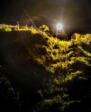 Koloa Zipline image 3