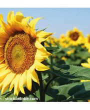 Allianz Generalvertreter Marcus Schlossarek Bild 2