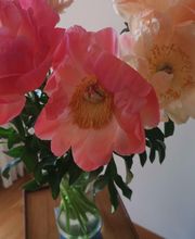 Centaurea image 11