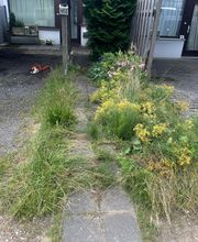 Haus-&Gartenservice Rose Bild 28