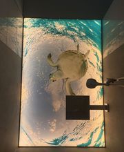 Spanndecke Schildkröte