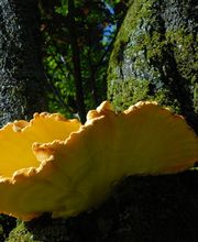 ABDF Bonadei & Chassot Bild 14