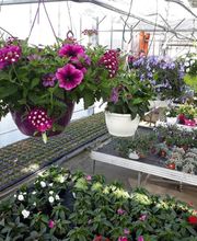Bee wie Blumen Bild 8
