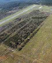 Cardinal Myriam image 2