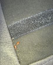 Alerte Nuisibles image 2