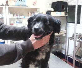 clinica-veterinaria-jara-perro-02.jpg