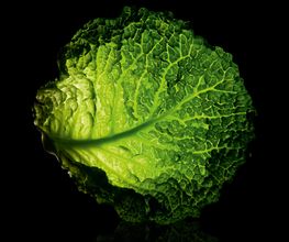TRANSGOURMET image 1