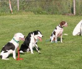 Blättler's Hundeschule Bild 3
