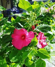 LES FLEURS D'EMILIE image 3