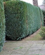 Daily Gartenpflege Bild 10