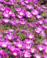 Staudengärtnerei David Müller Bild 34