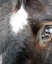 Son Digo - Tierkommunikation und energetische Heilarbeit Bild 10