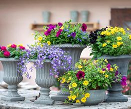 Blumen Brügger Bild 7