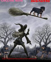 La Licorne Noire image 6