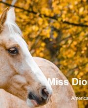 Birkenhof Pferdepension Bild 10