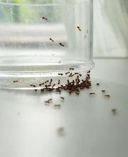 OPC Pest Services - Lexington image 19