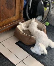 Hundebetreuung Oldies but Goldies Bild 15