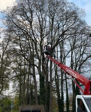 Kronenpflege vorher