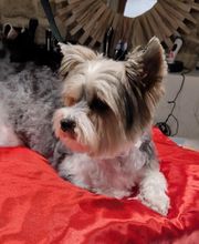 Flair'Allure image 14