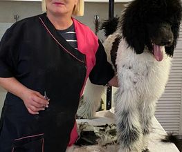 Hundesalon BerlinerSchnauze Bild 1