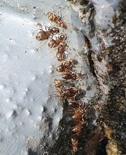 Kreienbühl - Schädlingsbekämpfung Bild 12