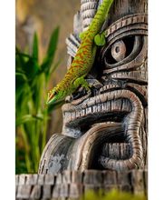 la ferme aux coleos image 10