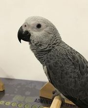 Clínica Veterinaria Okapi imagen 15