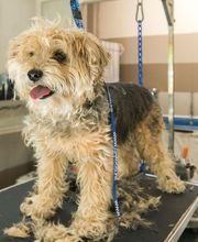 Profil Canin image 17