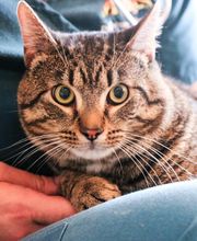 Dublin Veterinary Hospital image 4