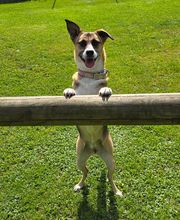 psdoglife