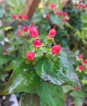 Bricomarché Orval image 9