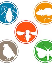 Schädlingsbekämpfung Mittelbaden Bild 2