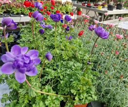 hollenstein blumengarten ag-Blumenshop-Gärtnerei-Gartenbau-Unterhalt-Grabpflege Bild 11